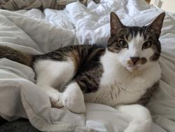 Reunited Male Cat last seen Near Skyline, Daly City, CA 94015