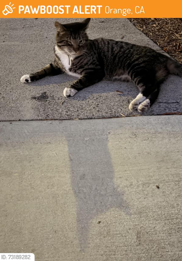 Found/Stray Male Cat last seen La Veta & Orange, Orange, CA 92866