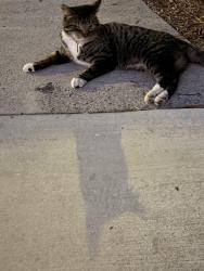 Found/Stray Male Cat last seen La Veta & Orange, Orange, CA 92866