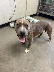 Shelter Stray Male Dog last seen Near BLOCK E NORTHDALE AVE, FRESNO CA 93726 2134, 5277 E Airways Blvd, Fresno, CA 93727, USA