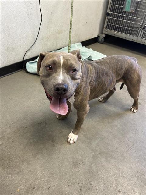 Shelter Stray Male Dog last seen Near BLOCK E NORTHDALE AVE, FRESNO CA 93726 2134, 5277 E Airways Blvd, Fresno, CA 93727, USA