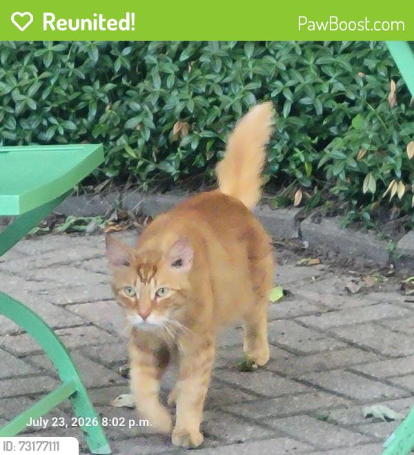 Reunited Unknown Cat last seen Hackett st and eggerton st, London, ON 