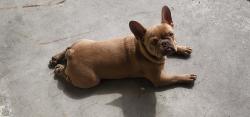 Reunited Male Dog last seen Rancho Vegas Drive, Las Vegas, NV 89106