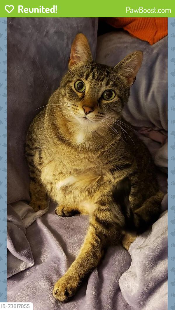 Reunited Male Cat last seen Sirocka Dr, Pecan Valley subdivision @ 820 & Chapin Rd behind the Benbrook water tower, Benbrook, TX 76116