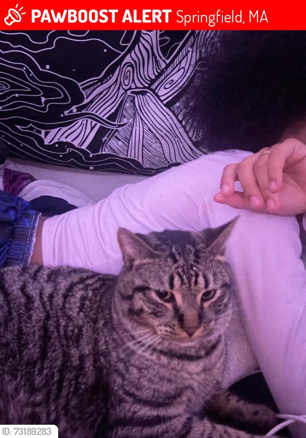 Lost Male Cat last seen FT pleasant ave, Springfield, MA 01108