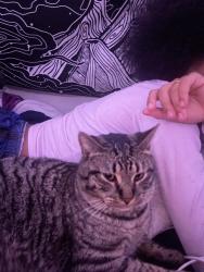 Lost Male Cat last seen FT pleasant ave, Springfield, MA 01108