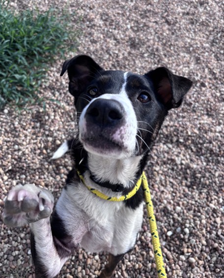 Shelter Stray Male Dog last seen Near BLOCK DIGNAN, 2020 Forest St, Jacksonville, FL 32204, USA