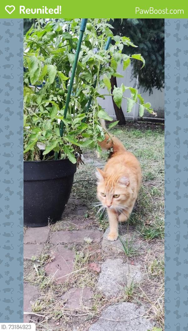 Reunited Female Cat last seen Pleasant St & Chestnut St, Cambridge MA (near Trader Joe's and Microcenter), Cambridge, MA 02139