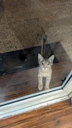 Found/Stray Unknown Cat last seen Near W John Carpenter Fwy, Irving, TX, US, Irving, TX 75039