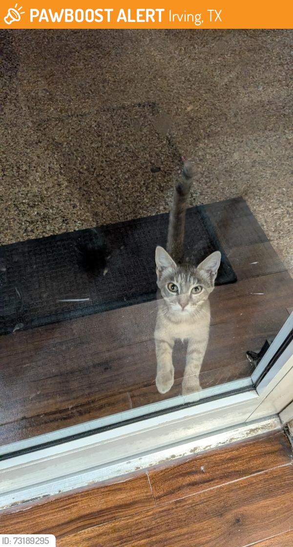 Found/Stray Unknown Cat last seen Near W John Carpenter Fwy, Irving, TX, US, Irving, TX 75039