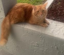 Lost Male Cat last seen Near alpine rd, Clearwater, FL 33755
