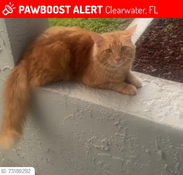Lost Male Cat last seen Near alpine rd, Clearwater, FL 33755