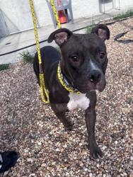 Shelter Stray Female Dog last seen Near BLOCK MC MILLAN, 2020 Forest St, Jacksonville, FL 32204, USA