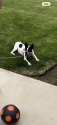 Reunited Female Dog last seen Near Rawson Ave Sanger ca, Sanger, CA 93657