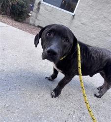 Shelter Stray Male Dog last seen BON AIR, 2020 Forest St, Jacksonville, FL 32204, USA