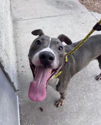 Shelter Stray Male Dog last seen , 2020 Forest St, Jacksonville, FL 32204, USA