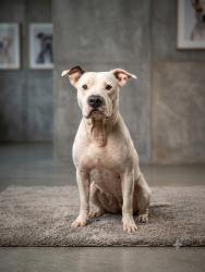 Shelter Stray Female Dog last seen Near BLOCK MAYPORT ROAD, 2020 Forest St, Jacksonville, FL 32204, USA