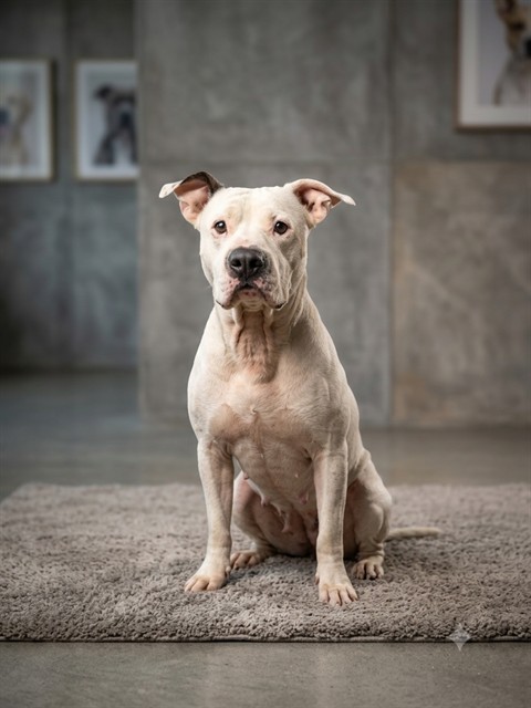 Shelter Stray Female Dog last seen Near BLOCK MAYPORT ROAD, 2020 Forest St, Jacksonville, FL 32204, USA
