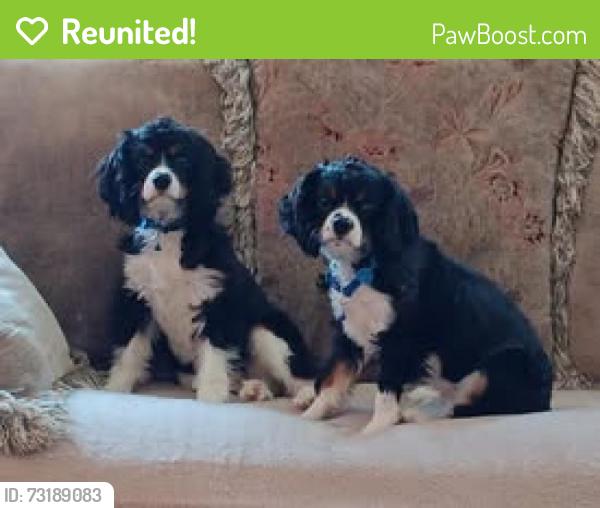 Reunited Male Dog last seen fruitland ave n 112th st e puyallup, Puyallup, WA 98373