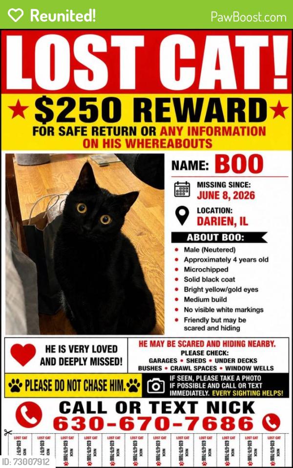 Reunited Male Cat last seen Plainfield rd, Darien, IL 60561