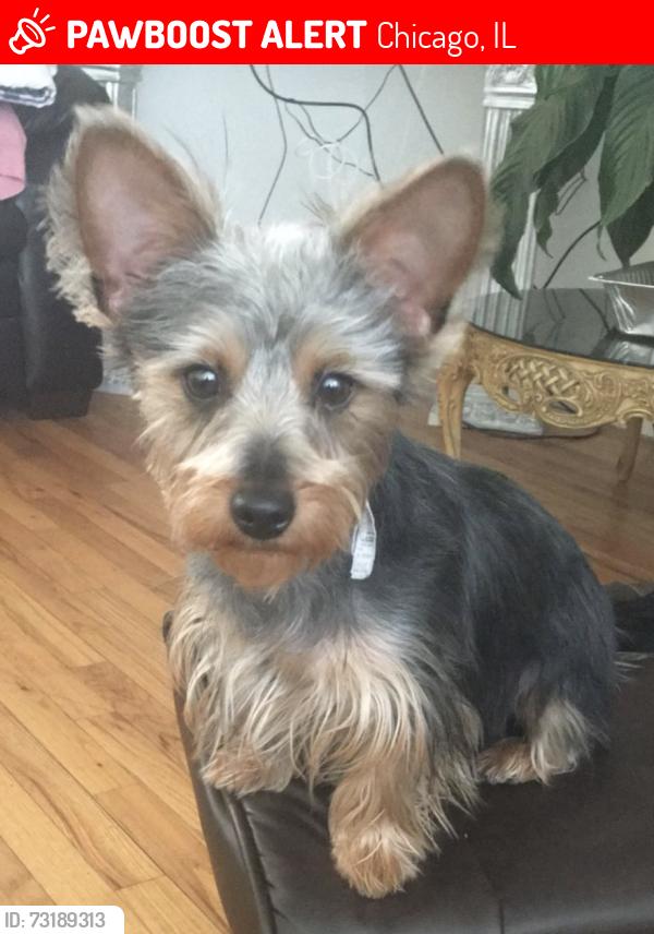 Lost Female Dog last seen Bishop st, Chicago, IL 60636