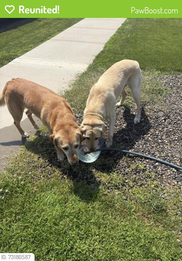 Reunited Male Dog last seen Pistioa dr, Meridian, ID 83642