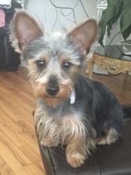 Lost Female Dog last seen Bishop st, Chicago, IL 60636