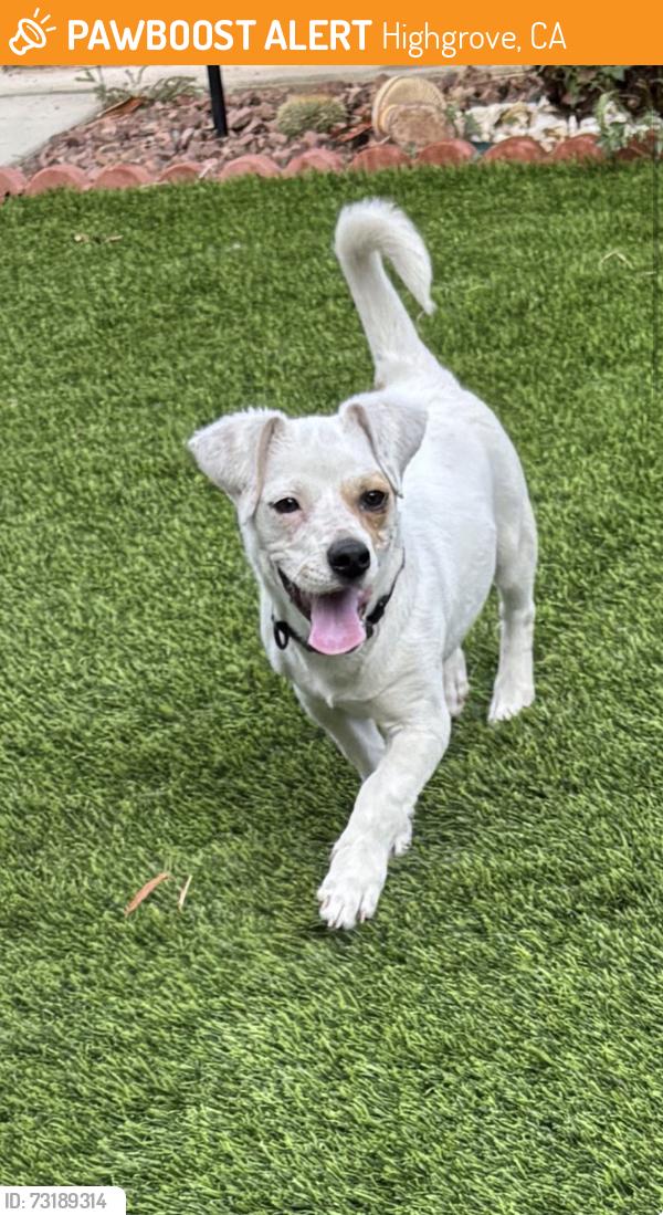 Found/Stray Male Dog last seen Prospect and Spring, Highgrove, CA 92313