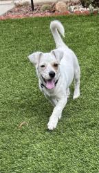 Found/Stray Male Dog last seen Prospect and Spring, Highgrove, CA 92313