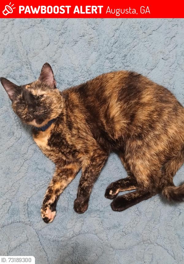 Lost Female Cat last seen Augusta, Augusta, GA 30904