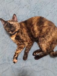 Lost Female Cat last seen Augusta, Augusta, GA 30904