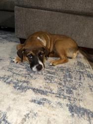 Shelter Stray Female Dog last seen Near Crosswatch Drive, Berkeley County, SC, 2455 Remount Rd, North Charleston, SC 29406, USA