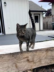 Reunited Female Cat last seen NW 208th Ave, Portland, OR 97229