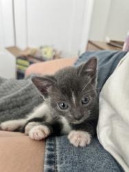 Shelter Stray Male Cat last seen Near N HILL PKWY, 30341, GA, 3280 Chamblee Dunwoody Rd, Chamblee, GA 30341, USA