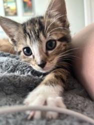 Shelter Stray Male Cat last seen Near N HILL PKWY, 30341, GA, 3280 Chamblee Dunwoody Rd, Chamblee, GA 30341, USA