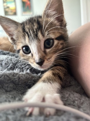 Shelter Stray Male Cat last seen Near N HILL PKWY, 30341, GA, 3280 Chamblee Dunwoody Rd, Chamblee, GA 30341, USA