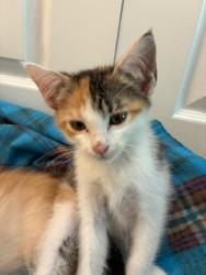 Shelter Stray Female Cat last seen Near Morningside Village Ln, Doraville 30340, 30340, GA, 3280 Chamblee Dunwoody Rd, Chamblee, GA 30341, USA