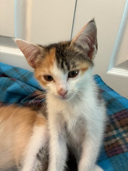 Shelter Stray Female Cat last seen Near Morningside Village Ln, Doraville 30340, 30340, GA, 3280 Chamblee Dunwoody Rd, Chamblee, GA 30341, USA