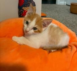 Shelter Stray Male Cat last seen Near Morningside Village Ln, Doraville 30340, 30340, GA, 3280 Chamblee Dunwoody Rd, Chamblee, GA 30341, USA