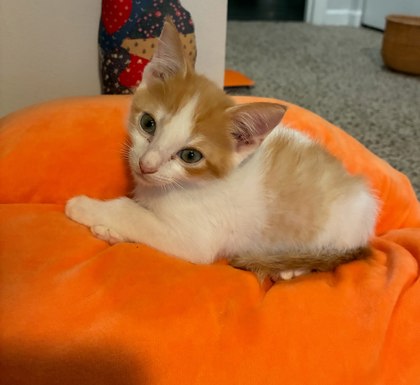 Shelter Stray Male Cat last seen Near Morningside Village Ln, Doraville 30340, 30340, GA, 3280 Chamblee Dunwoody Rd, Chamblee, GA 30341, USA