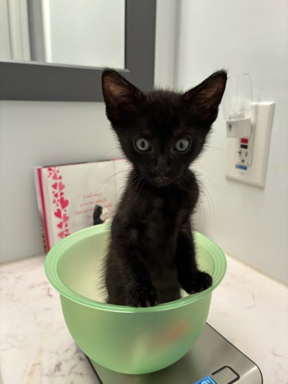 Shelter Stray Male Cat last seen Near Morningside Village Ln, Doraville 30340, 30340, GA, 3280 Chamblee Dunwoody Rd, Chamblee, GA 30341, USA