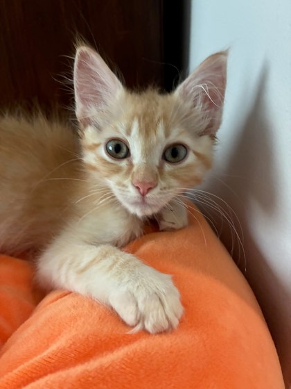 Shelter Stray Male Cat last seen Near Morningside Village Ln, Doraville 30340, 30340, GA, 3280 Chamblee Dunwoody Rd, Chamblee, GA 30341, USA