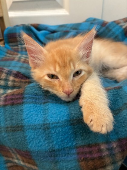 Shelter Stray Male Cat last seen Near Morningside Village Ln, Doraville 30340, 30340, GA, 3280 Chamblee Dunwoody Rd, Chamblee, GA 30341, USA