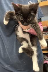 Shelter Stray Female Cat last seen Near Halifax Ct Tucker Georgia 30084, 30084, GA, 3280 Chamblee Dunwoody Rd, Chamblee, GA 30341, USA
