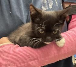 Shelter Stray Male Cat last seen Near Halifax Ct Tucker Georgia 30084, 30084, GA, 3280 Chamblee Dunwoody Rd, Chamblee, GA 30341, USA