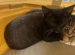 Shelter Stray Male Cat last seen Near Halifax Ct Tucker Georgia 30084, 30084, GA, 3280 Chamblee Dunwoody Rd, Chamblee, GA 30341, USA