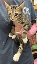 Shelter Stray Male Cat last seen Near Halifax Ct Tucker Georgia 30084, 30084, GA, 3280 Chamblee Dunwoody Rd, Chamblee, GA 30341, USA