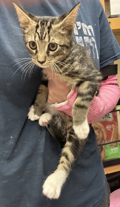 Shelter Stray Male Cat last seen Near Halifax Ct Tucker Georgia 30084, 30084, GA, 3280 Chamblee Dunwoody Rd, Chamblee, GA 30341, USA