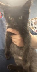Shelter Stray Male Cat last seen Near Mercer University Dr Chamblee, GA 30341, 30341, GA, 3280 Chamblee Dunwoody Rd, Chamblee, GA 30341, USA