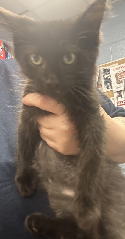 Shelter Stray Male Cat last seen Near Mercer University Dr Chamblee, GA 30341, 30341, GA, 3280 Chamblee Dunwoody Rd, Chamblee, GA 30341, USA